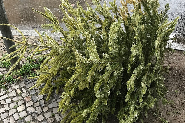 Weihnachtsbäume werden von der BSR abgeholt