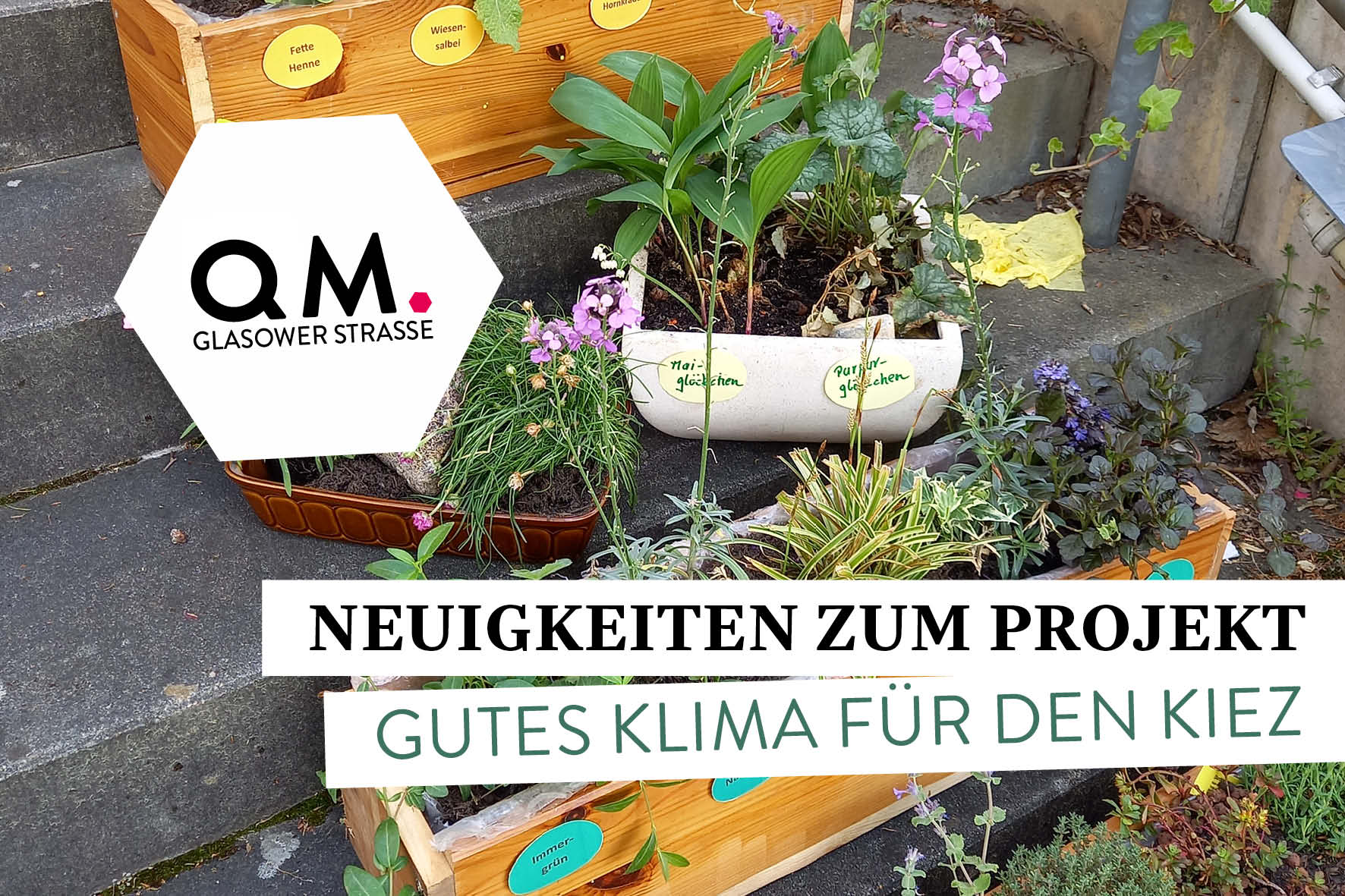 Projekt „Gutes Klima für den Kiez“: Baumpatenschaften, Regentonnen und Hofbegrünung