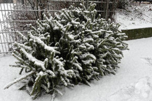 Weihnachtsbaum-Abholservice der BSR