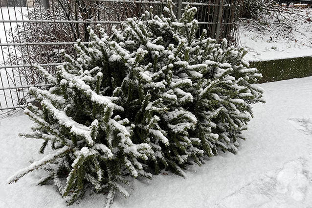 Weihnachtsbaum-Abholservice der BSR